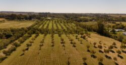 32 Has EMPRENDIMIENTO AGRO TURISMO