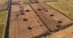 377 Has AGRICOLAS IMPORTANTE CASCO – Zárate