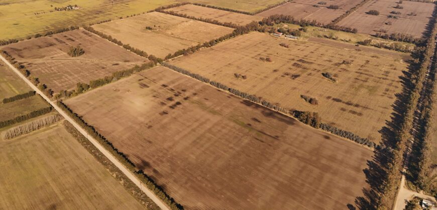 377 Has AGRICOLAS IMPORTANTE CASCO – Zárate